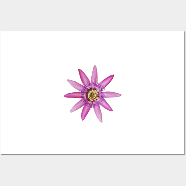 Passiflora Lavendar Lady Wall Art by jojobob